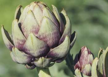 How to cook artichokes?