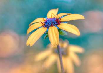 flowers that start c