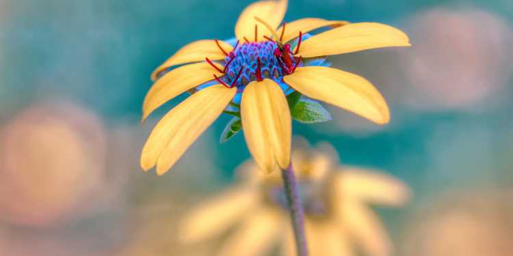 flowers that start c