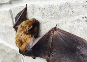 your dog has come in contact with a wild animal