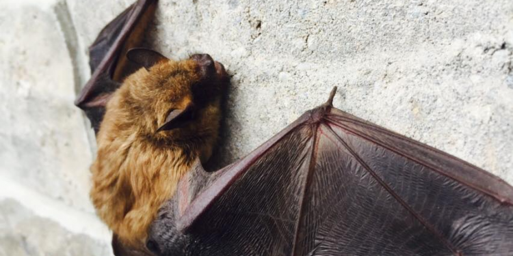 your dog has come in contact with a wild animal