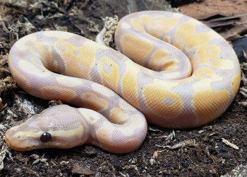 snake breeds make good pets