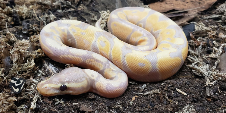 snake breeds make good pets