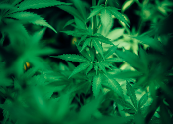 Cannabinoids Found in Cannabis