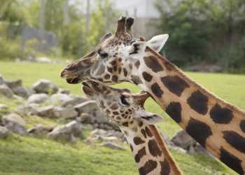 interesting facts about giraffes