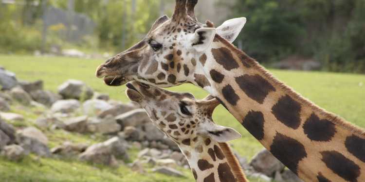 interesting facts about giraffes
