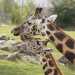 interesting facts about giraffes