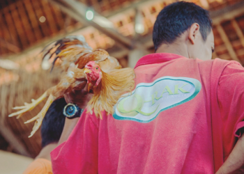 Cockfighting: the sport that has always been there