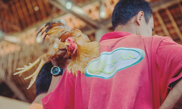 Cockfighting: the sport that has always been there