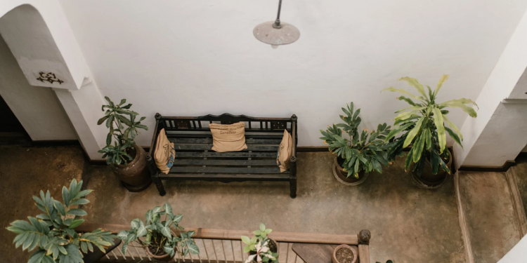 TRENDY HOUSEPLANTS FOR 2021