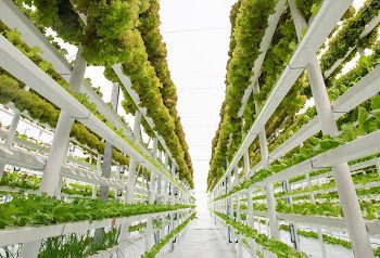 Controlled Environmental Agriculture