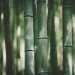 Bamboo Countertops