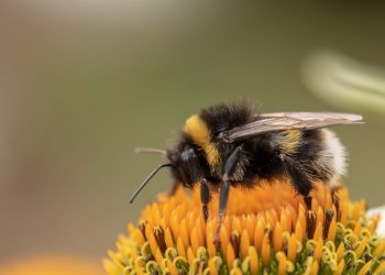 Do Bumble Bees Sting? What Are Home Remedies for Cure?