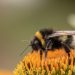 Do Bumble Bees Sting? What Are Home Remedies for Cure?