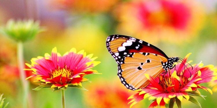 what do butterflies eat