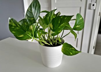Low-Maintenance Plants