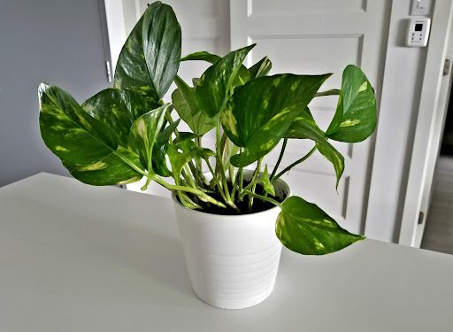 Low-Maintenance Plants