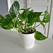 Low-Maintenance Plants