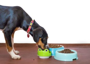 can dog eat pomegranate