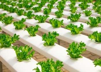 Hydroponic Gardening