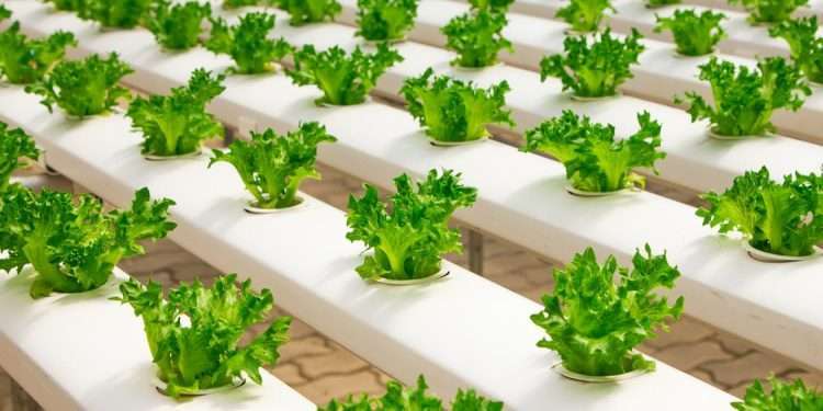 Hydroponic Gardening