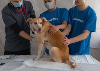 Dog Throwing Up White Foam Causes and Diagnosis