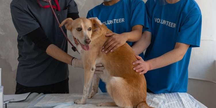 Dog Throwing Up White Foam Causes and Diagnosis