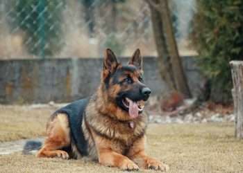 Black Spot on Tongue