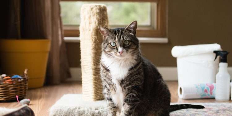 How to keep your home clean when you have pets?