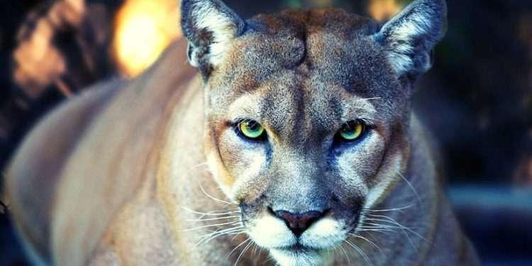 Florida’s State Animal