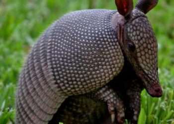 13 Best Wild Animals in Texas