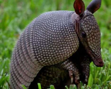 13 Best Wild Animals in Texas