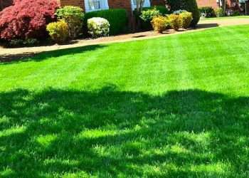 Lawn Renovation 101: How to Renovate Your Lawn Into a Landscaping Dream