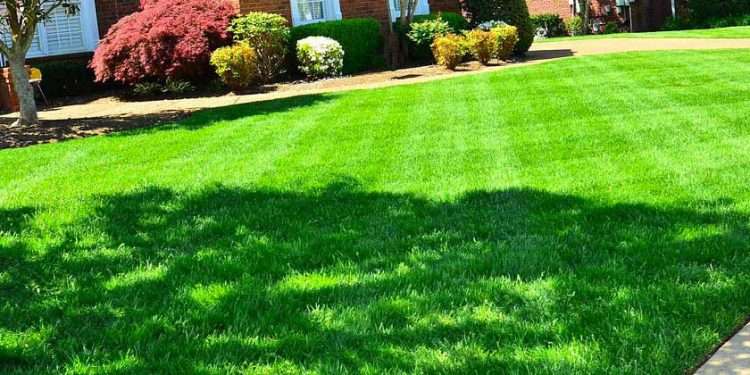 Lawn Renovation 101: How to Renovate Your Lawn Into a Landscaping Dream