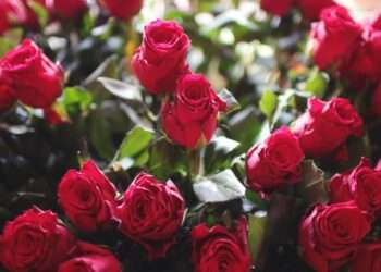Why Bulk Garden Roses are an Affordable Choice for All Your Floral Needs