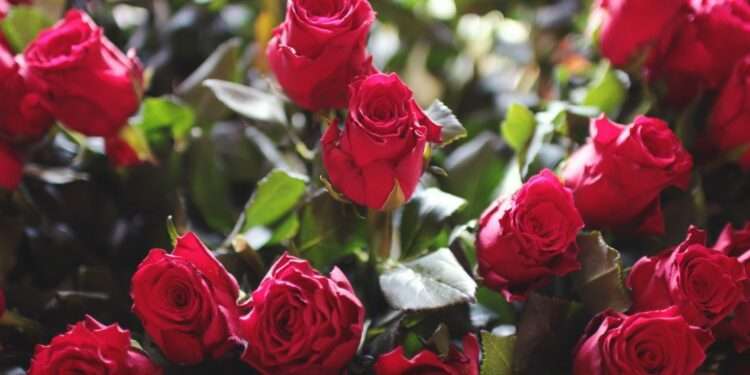 Why Bulk Garden Roses are an Affordable Choice for All Your Floral Needs