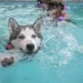 Take Your Dog Swimming in Tampa, FLÂ