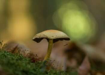 Exploring the Spiritual Realm with Psilocybin Mushrooms: A Comprehensive Guide