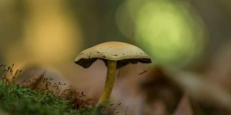 Exploring the Spiritual Realm with Psilocybin Mushrooms: A Comprehensive Guide