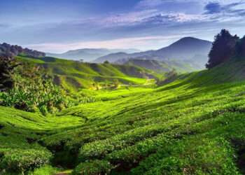 Singapore to Cameron Highlands bus