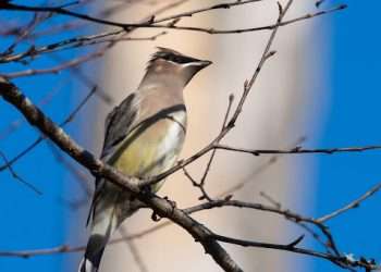 Educational Birdwatching: Connecting Students with Nature Through Ornithology
