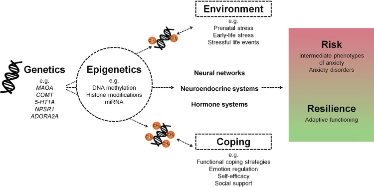 From Genetics to Environment: What Causes Panic Disorder?