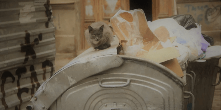 10 yard dumpster rental