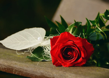 7 Most Popular Birthday Flowers to Gift This Summer