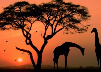 Experience Africa Like Never Before