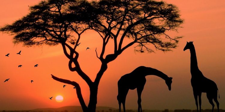 Experience Africa Like Never Before