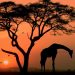 Experience Africa Like Never Before