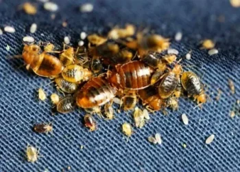 How to Prevent Bed Bugs from Getting in Your Car?