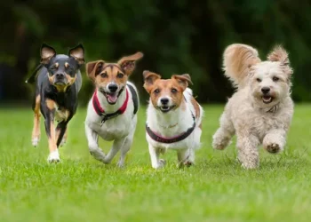 The Benefits of Dog Aggression Training: How to Keep Your Dog and Others Safe