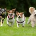 The Benefits of Dog Aggression Training: How to Keep Your Dog and Others Safe